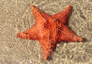 A estrela do mar - Você consegue acreditar que é uma pessoa capaz de fazer diferença? 